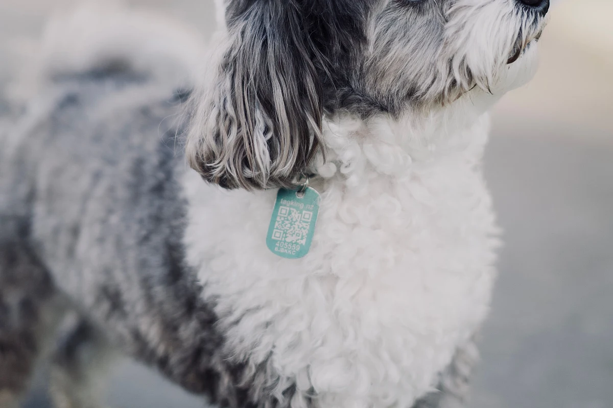 Chapa QR de identificación para mascotas